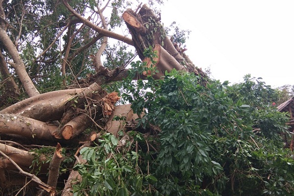 Akibat Hujan Deras, Pohon Tumbang dan Talud di Sleman Ambrol