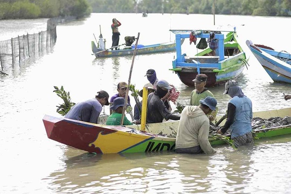 BPDASHL Solo Mulai Tanam Mangrove di Pangkah Kulon