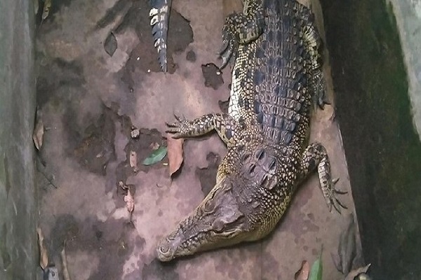 Duh, Sudah 8 Tahun Warga Pekalongan Pelihara Buaya Muara di Rumah