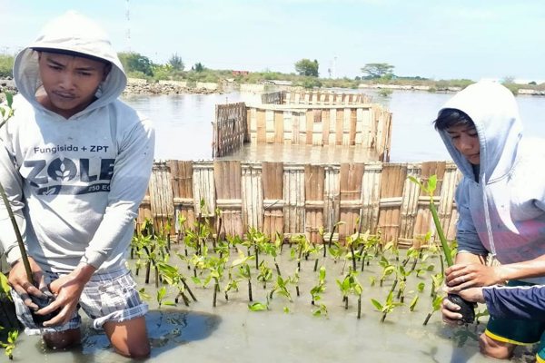 Penanaman Mangrove BPDASHL Solo Dukung Pengembalian Ekosistem Laut