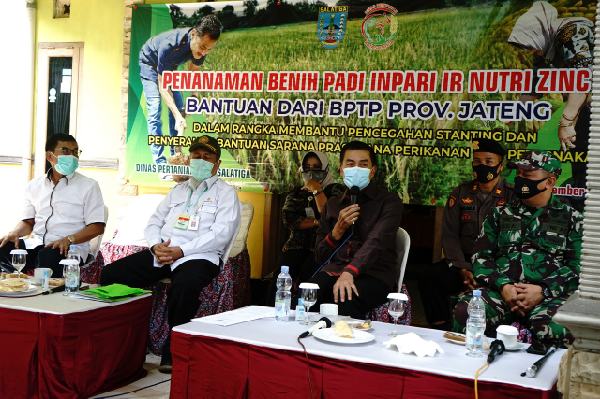 Salatiga Kembangkan Padi Jenis Baru, Diklaim Ampuh Tangkal Stunting