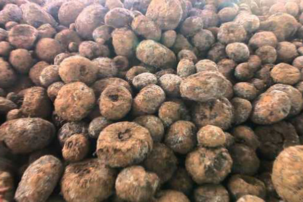 Jateng Ekspor 30 Ton Porang ke Vietnam