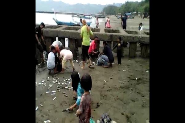 Ribuan Ikan Terdampar di Pantai Teluk Penyu Cilacap, Ini Analisis BMKG