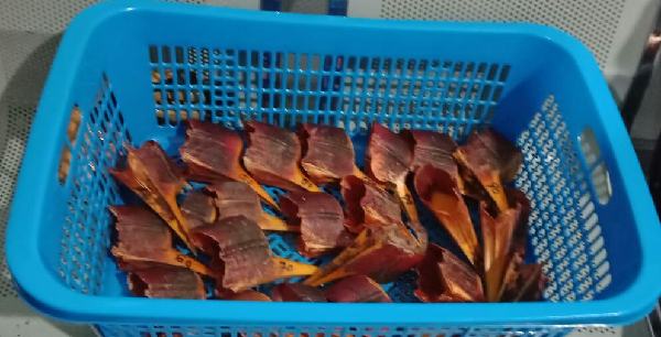 Balai Karantina Semarang Gagalkan Penyelundupan Paruh Burung Rangkong