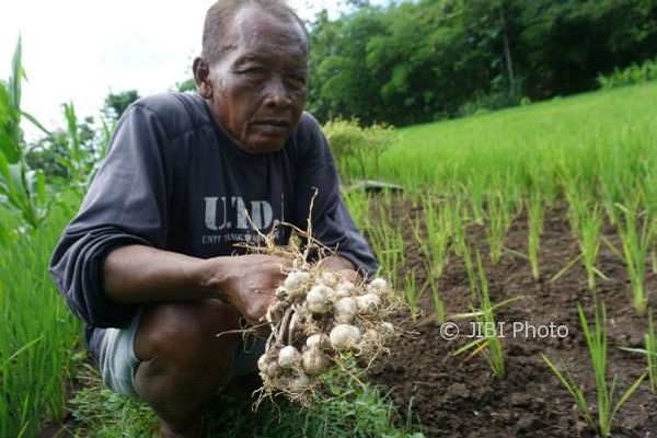 Gawat! Stok Bawang Putih di Jateng Kian Menipis
