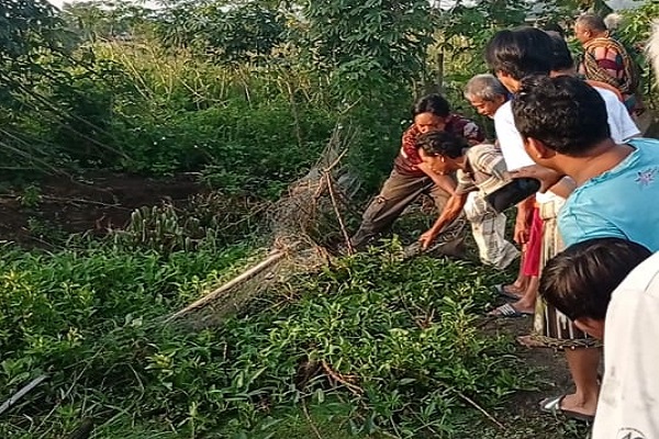 Kerap Mangsa Entok, Ular Piton 3,5 Meter Ditangkap Warga Tugurejo Semarang
