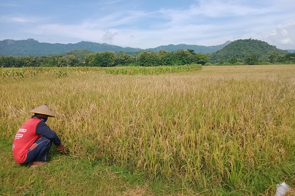 Jateng Tidak Butuh Impor Beras, Ini Alasannya…