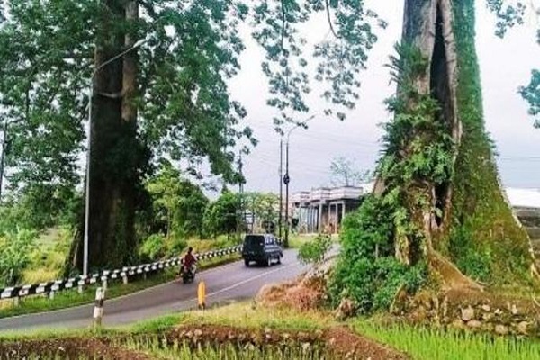 Konon Dijaga Ular Raksasa, Pohon Randu Jejer Pemalang Tak Boleh Ditebang