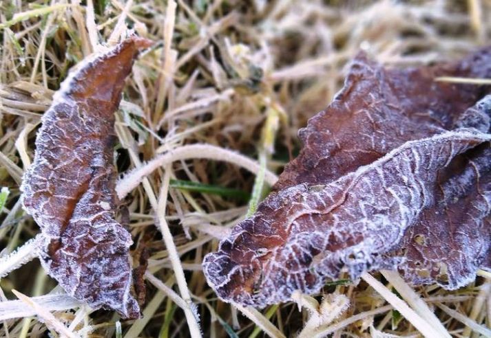 Rumput Kawasan Dieng Tertutup Es, Suhu -1 Derajat Celcius