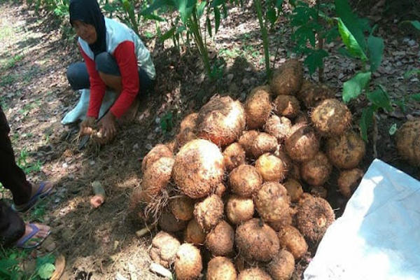 Diminati Pasar Mancanegara, 4.000 Hektar Lahan di Jateng Ditanami Porang