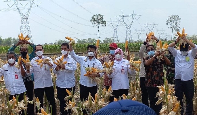 Panen di Grobogan, Mentan Syahrul Buktikan Stok Jagung Aman