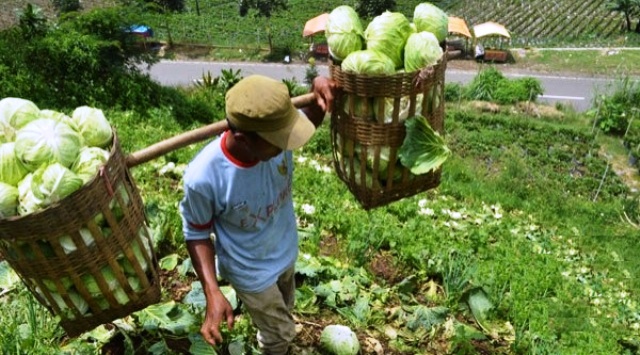 Wow! Ekspor Pertanian Jateng Tertinggi Nasional