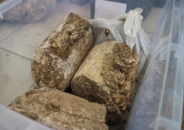 Petani di Kudus Temukan Fosil Gading Gajah Purba