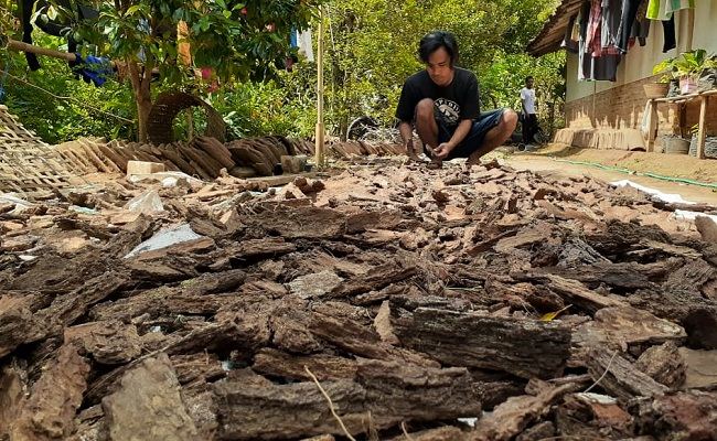 Media Tanam Kulit Pinus Gunung Wilis Diekspor Sampai Filipina