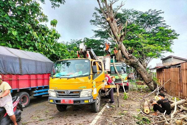 Brak! Pohon Tumbang Timpa Truk di Grobogan