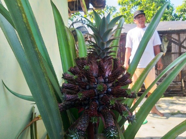 Wow! Satu Tanaman Nanas di Klaten Punya 23 Buah