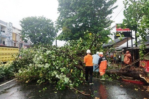Angin Kencang di Karanganyar, Sejumlah Pohon Tumbang