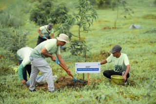 Dewan direksi PT Semen Gresik didampingi jajaran karyawan Band 1 dan 2, bersama perangkat dewan Komisaris, serta turut melibatkan perwakilan kepala desa di enam desa sekitar perusahaan, serta kelompok tani SGSP menggelar aksi menanam bersama puluhan bibit buah alpukat jenis aligator di area Kebun Hortikultura Pabrik Rembang.(Istimewa)
