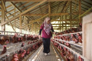 semen gresik studi tiru