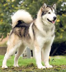 Sektor Riil Kuliner Daging Anjing