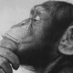 Darwin!! kami ini manusia atau kera?