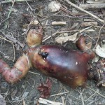 Warga Omu Temukan Mayat Bayi Tanpa Kepala dan Tangan