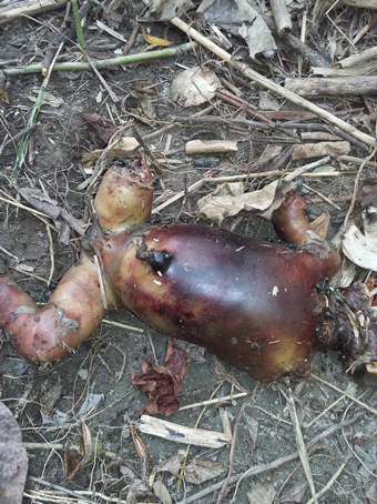 Warga Omu Temukan Mayat Bayi Tanpa Kepala dan Tangan