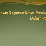 Menanam Daun Bawang (Loncang)  Dalam Pot