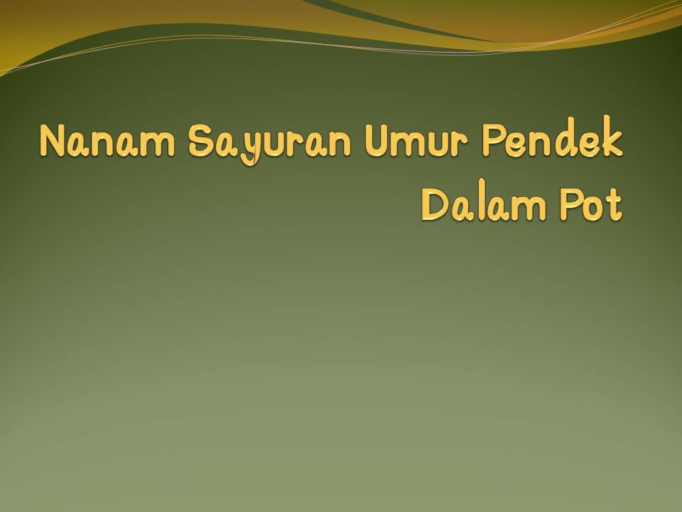 Menanam Daun Bawang (Loncang)  Dalam Pot