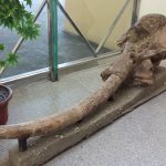 Berkunjung ke Museum Manusia Purba Sangiran Klaster Dayu