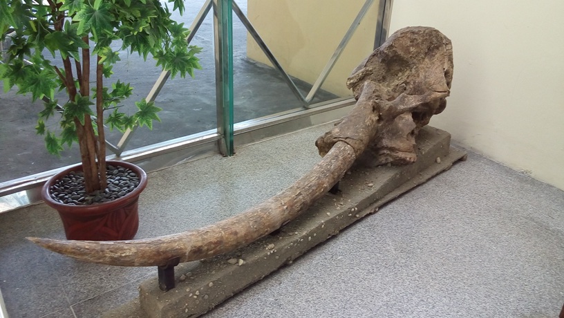 Berkunjung ke Museum Manusia Purba Sangiran Klaster Dayu