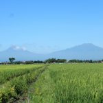 SEJARAH DAN SERBA SERBI DESA DIBAL