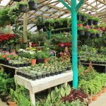 Mampir di pasar kopeng