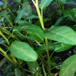 Pembiasaan Beragronomi Di Lingkungan Sekolah