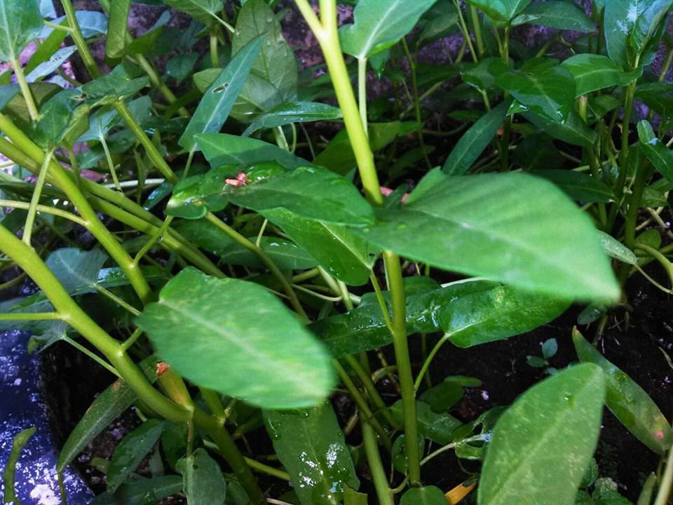 Pembiasaan Beragronomi Di Lingkungan Sekolah