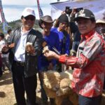 Domba Batur Segudang Potensi