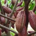 Kakao Sang Primadona Indonesia