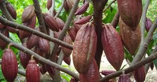 Kakao Sang Primadona Indonesia