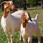 6 Tips Membuka Usaha Katering Aqiqah yang Sukses