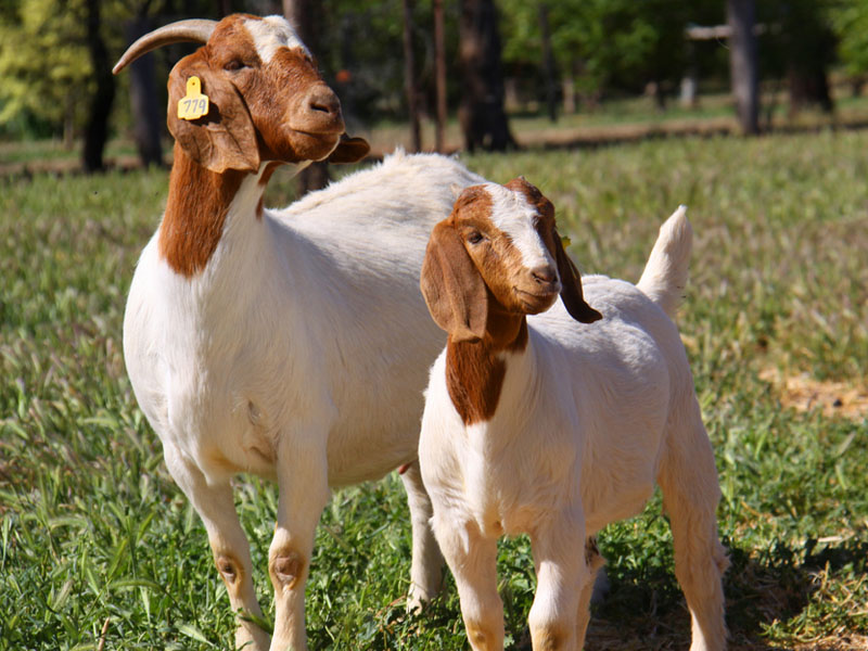 6 Tips Membuka Usaha Katering Aqiqah yang Sukses