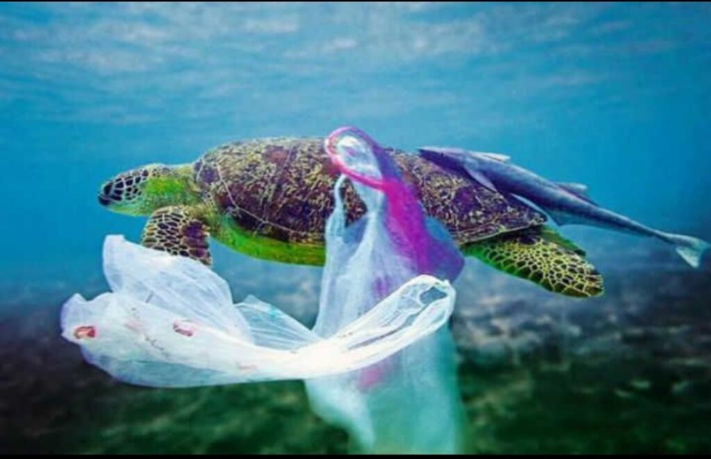 DAMPAK PENCEMARAN LAUT