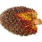 Apakah Sawit Menghasilkan Oksigen?