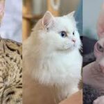 10 kucing Termahal di dunia