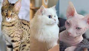 10 kucing Termahal di dunia