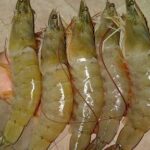 Cara Budidaya Udang Vaname Secara Tradisional