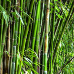 Cara Menangani Bambu dengan Baik ban Benar