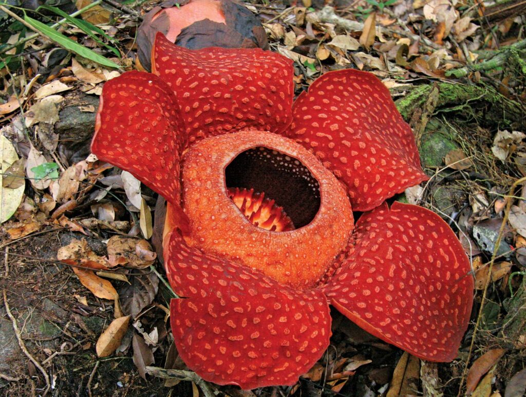 Sekilas Tentang Rafflesia Arnoldi