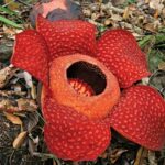 Sekilas Tentang Rafflesia Arnoldi