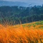 MANFAAT KURMA BAGI KESEHATAN