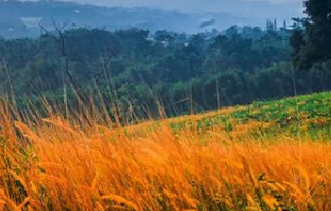MANFAAT KURMA BAGI KESEHATAN